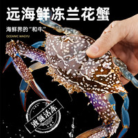 舟山超大活冻新鲜梭子蟹大螃蟹冰鲜飞蟹花盖蟹生鲜蟹类 精品兰花蟹 400-500g母蟹两只