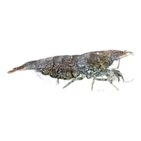 云峰海瑞黑壳虾清洁虾观赏虾 鱼缸水族箱水草缸清洁除藻淡水 【清洁大师】黑壳虾20+10备损
