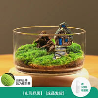 绿荫巷子 山间野居 微景观生态瓶 迷你盆栽