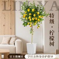 临雅 特级柠檬树盆栽带果可食用室内客厅果树绿植南北方种植四季好养活 柠檬树1.4-1.5m+钻石树脂盆