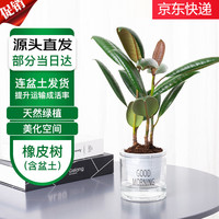 急兔 橡皮树 盆栽植物 2株 早安盆
