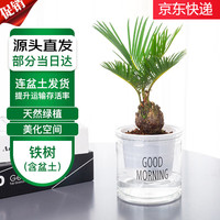 急兔 小铁树盆栽 苏铁植物 凤尾蕉 绿植苗 早安盆