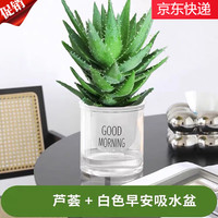 急兔 早安盆 芦荟盆栽 多肉植物 观赏绿植