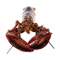 炊仕波士顿大龙虾鲜活速冻海鲜水产大波龙奥龙澳洲龙虾新鲜波斯顿龙虾 鲜冻波龙2只净重1斤/只