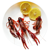 Mr.Seafood 京鲜生 鲜活小龙虾 1000g 8钱-1两\/只 13-15个\/斤 加大号虾