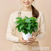 水培绿萝室内植物客厅无土水养绿植盆栽客厅桌面绿箩懒人好养