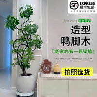 叹为观止 大型植物 发财树 1.5-1.7米 含盆