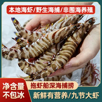 东半山 舟山海鲜九节虾基围虾大虾鲜活速冻 海虾斑节虾竹节虾黑虎虾鲜虾