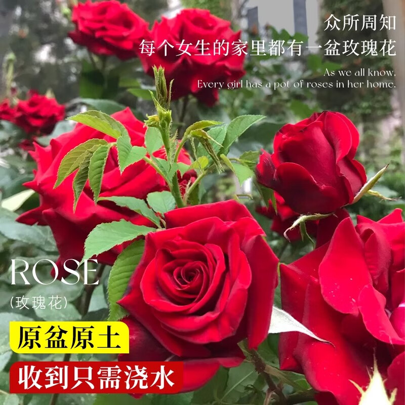 开时果 月季玫瑰花苗带花苞 四季开花特大花卉绿植物蔷薇花阳台盆栽 中国红【130杯#带花苞】 1盆（开花 包对版）