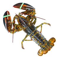 渔传播【活鲜】加拿大鲜活波士顿龙虾波龙大虾海鲜虾类 生鲜 包活 【】需提前预定