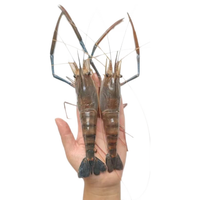 李享食丰 鲜活速冻 虾类 罗氏虾3斤(14-16只/斤)