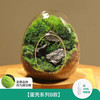 绿荫巷子 蛋壳微景B款 微景观生态瓶 迷你盆栽