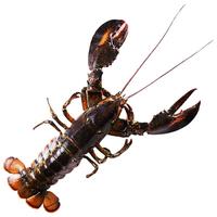 渔传播 FISHERY PROPAGATION 波士顿龙虾 450-500g