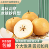 云鼎 秋月梨 1kg 薄皮肉嫩 多汁