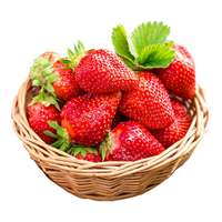 东东田四川大凉山草莓酸甜多汁现摘新鲜时令水果生鲜 3斤装丨【甄选10g+】净2.5斤