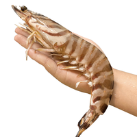 昌鲜园野生竹节虾鲜活船冻斑节虾舟山生鲜海鲜冷冻海虾黑虎虾特大九节虾 500g(净重)  17-20cm【10-12只/斤】