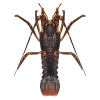 渔传播 FISHERY PROPAGATION 加拿大龙虾（波士顿龙虾） 550-650g 1只 盒装 海鲜水产 火锅食材