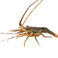 味库 东南亚鲜活小青龙虾 300-200g 1只装大龙虾仔海鲜水产 鲜活发货冰鲜到家