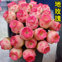 雨不停 山地玫瑰 多肉水蜜桃 3cm 绿色 不含盆