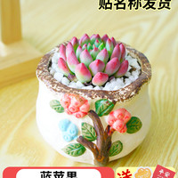 雨不停 多肉植物组合室内小盆栽玉露桃蛋带陶瓷花盆土老桩高端仙人球绿植