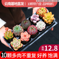 MUMUHOME 多肉组合盆栽 10颗不重复 不含盆