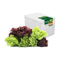 GREER 绿行者 生菜组合装 1.5kg(球生菜+罗莎绿+罗莎红+罗马绿+苦细叶)