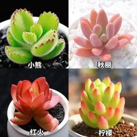 芊花之美 066 多肉组合盆栽 颜色分类：不含盆