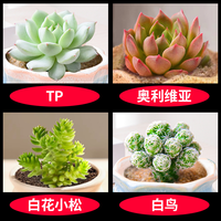 凯天·花航 多肉植物 TP+奥利维亚+白花小松+白鸟 室内盆栽