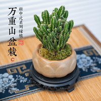 创享绿洲 仙人掌盆栽万重山室内仙人球多肉植物办公室桌面防好养辐射绿植