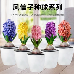 铭霞 风信子种球水养土培冬季水培带芽耐寒易活花卉盆栽植物室内花