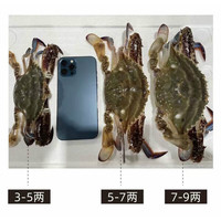 【SF空运,到货不包活】精品舟山梭子蟹鲜活母蟹大红膏蟹新鲜海鲜 精品红膏蟹母大号8只 (5-7两/只)