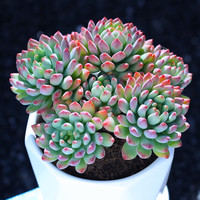 蓝苹果多肉组合植物老桩清仓多头大株超大控养阳台室内办公室盆栽