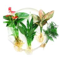 花卉盆栽水培植物室内花绿植四季水生好养活绿萝富贵文竹芋红白掌