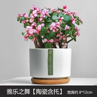 绿荫巷子 雅乐之舞 多肉植物组合套餐 含瓷盆+托