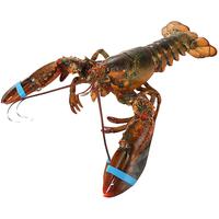 御鲜之王 鲜活波士顿龙虾750-850g/只 1只 波龙 生鲜大龙虾 活虾海鲜水产