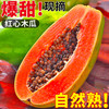 喜多鲜 广西红心木瓜 3斤整箱