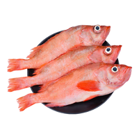 卖鱼七郎红石斑鱼1.5-1.6kg共2条海捕鲜活冷冻大眼鱼整条富贵鱼生鲜鱼类