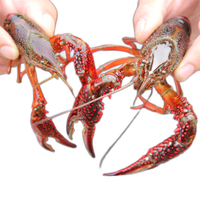 Mr.Seafood 京鲜生 麻辣小龙虾尾 净虾1000g袋装 共约260枚 无冰虾球