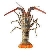 仙鲜福鲜活冷冻超大花龙虾青龙虾 特大2-6斤 生鲜虾类海鲜礼盒年货 1500g