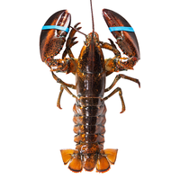 朕之鲜【活鲜】波士顿龙虾鲜活大龙虾波龙 大龙虾 800-900g/只 1只