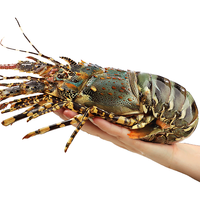 鲜驰 xianchi特大龙虾花龙1只鲜活小青龙奥龙波士顿龙虾冷冻澳龙龙虾海鲜水产