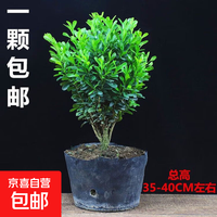京东绿植 迩英阁黄杨盆景耐寒办公室内盆栽四季常青好养客厅花卉庭院树苗桌 根部带土球发货  包成活
