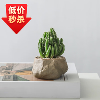 墨一 万重山盆栽红太阳多肉植物书房室内桌面懒人好养绿植花卉盆景 万重山+海岛礁石盆