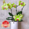 欧悟 蝴蝶兰花苗带花剑带花苞盆栽兰花大苗客厅室内植物花卉四季好养活 9.苹果绿 带育苗盆