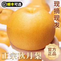 喜思农场 正宗山东秋月梨新鲜梨子当季现摘莱阳冰糖梨雪梨蜜梨水果礼盒包邮 3斤大果300g