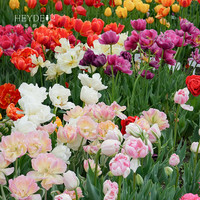 海蒂的花园 郁金香种球自然球花卉植物阳台花园球根花种