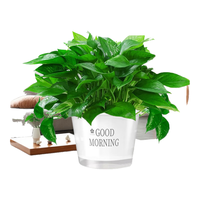 庞贸绿萝室内盆栽水培植物绿箩长藤款特大号盆客厅绿植净化空气除异味 120#早安白色吸水盆【1盆】+肥*2+壶