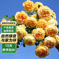 泰西丝 爬藤月季花树苗浓香型大花卉盆栽 黄金庆典小苗约20cm1棵不含盆