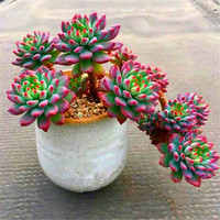 菜友 花梦花 菜友 蓝苹果2 景天科拟石莲属多肉植物 蓝苹果单头/1棵 不含盆