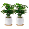 植导引力文竹绿植小盆栽四季常青室内桌面花卉植物 【2盆】文竹+轻奢灰自吸盆
